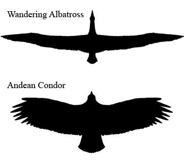 Albatross Spread